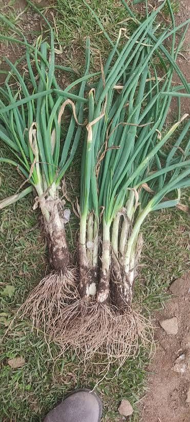 Spring onions