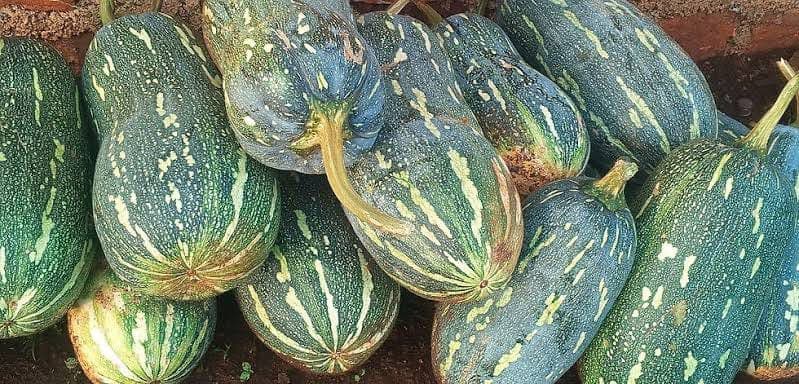 Pumpkin