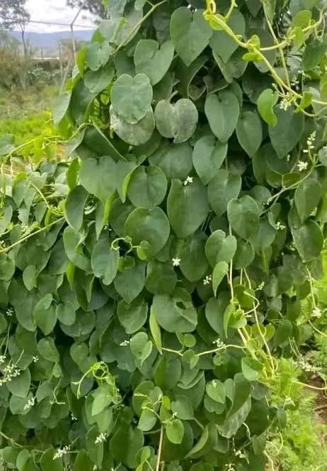 Fresh nderema