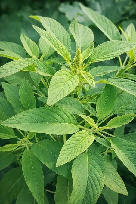 Terere/Amaranth/Emboga