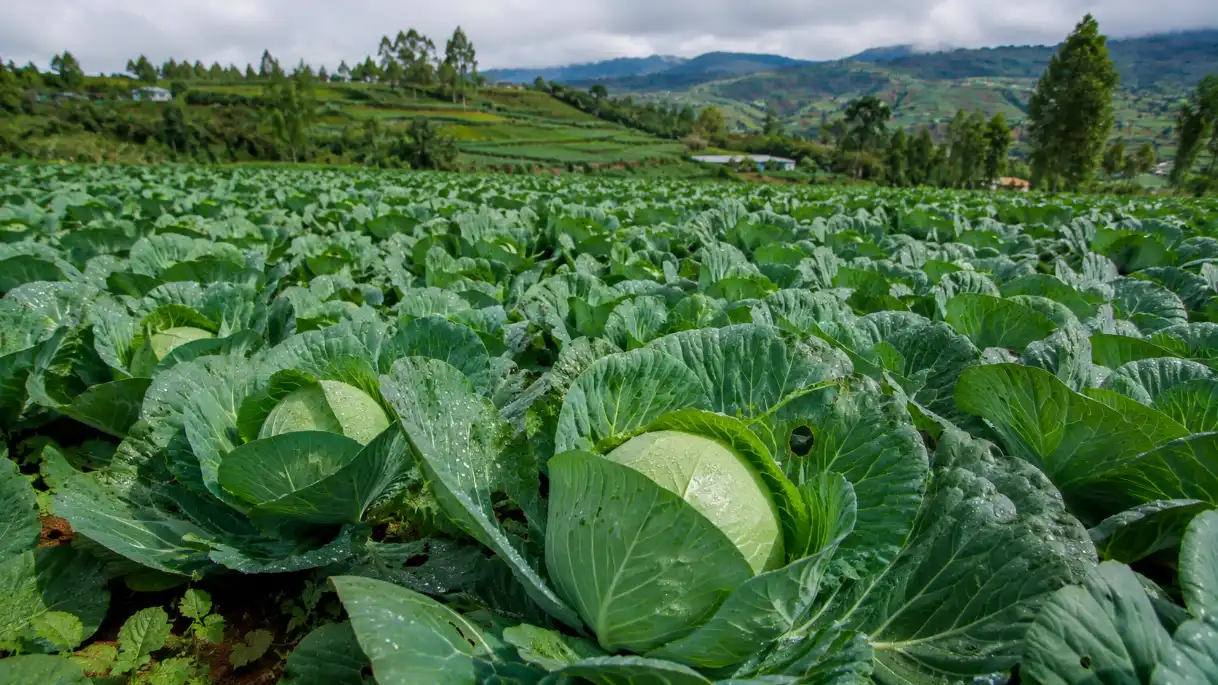Cabbage