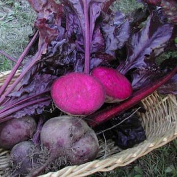 Beetroot